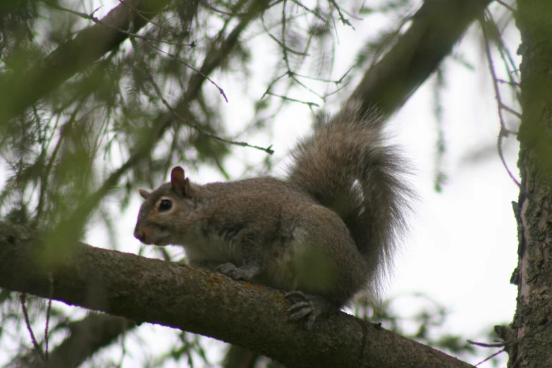 a squirrel sits in a tree on a nch