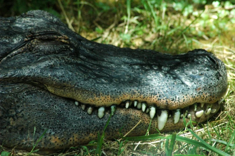 an alligator's head with the teeth missing