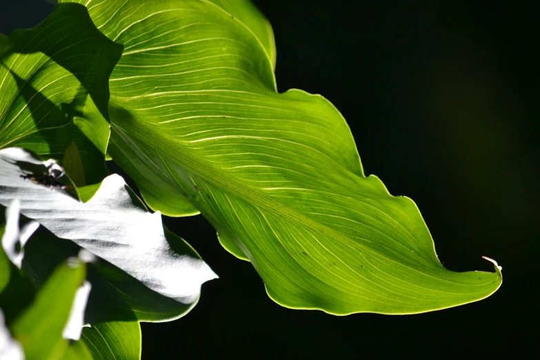 a close up of some green leaves