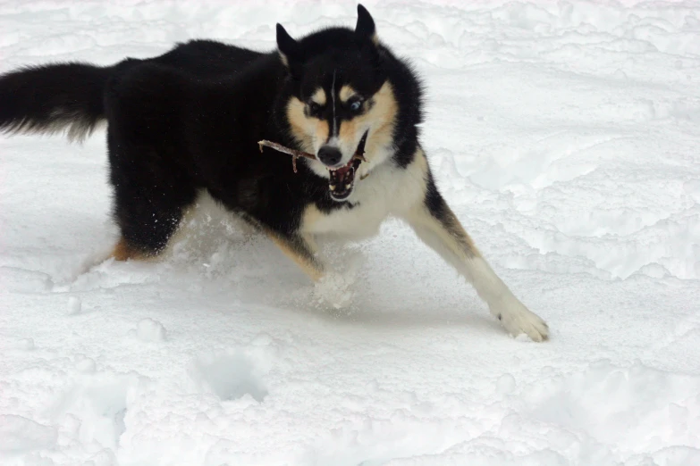 a husky dog running through the snow towards the camera