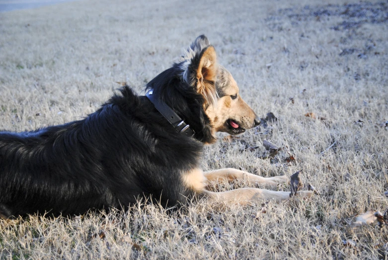 the dog is laying in the field playing with the bird