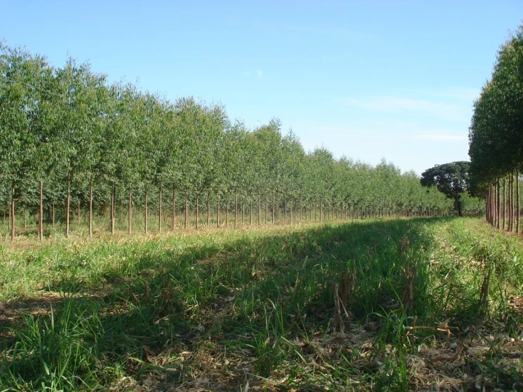 rows of green trees in a large field with a single tree