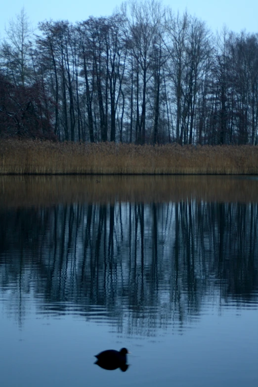 the image of a body of water with trees in the background