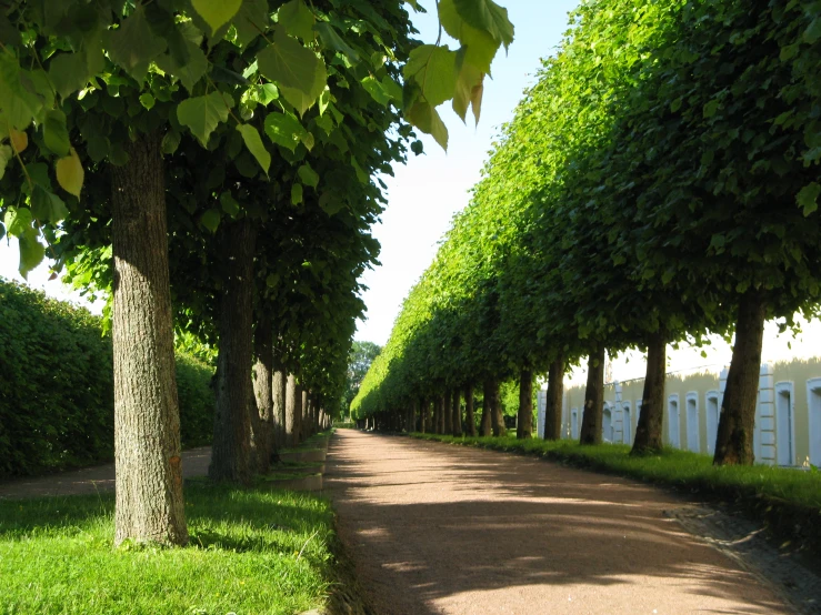 long tree lined walkway in a park with white fence