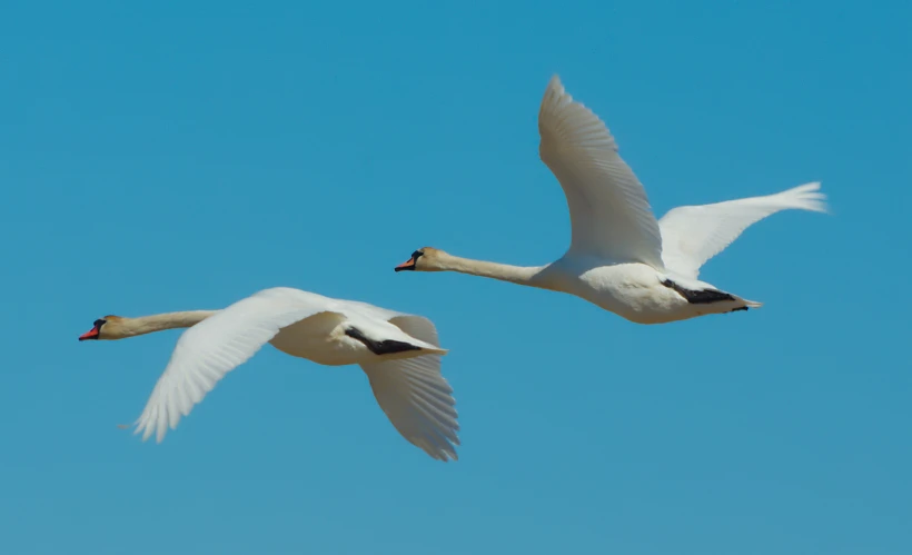 the two white swans are flying side by side