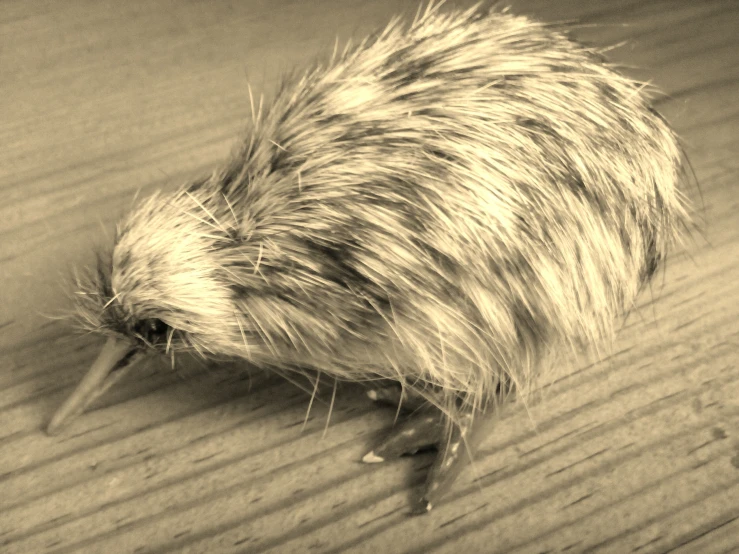 an animal laying down on the ground with his tail sticking out