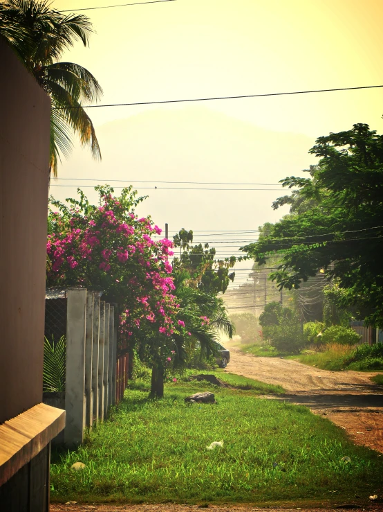a view of a street from a house near some bushes and trees