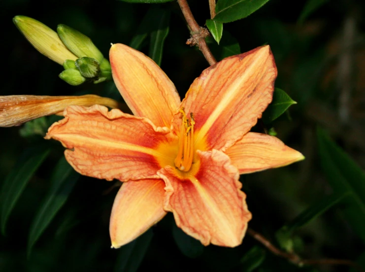 orange and yellow flowers with green leaves on the ground