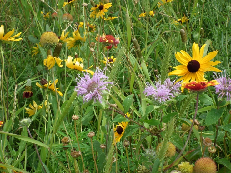 colorful flowers and a single bee in a field