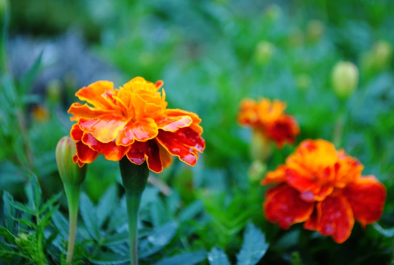 two yellow and red flowers with green stems