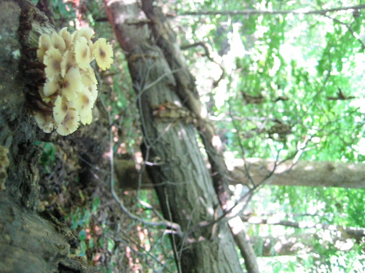 two mushrooms growing out of the bark of a log in a forest