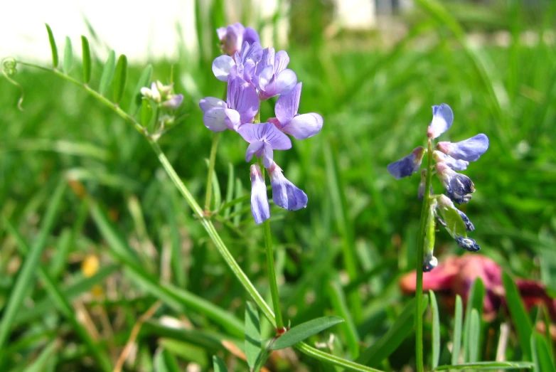 two blue flowers in the grass with small pink ones