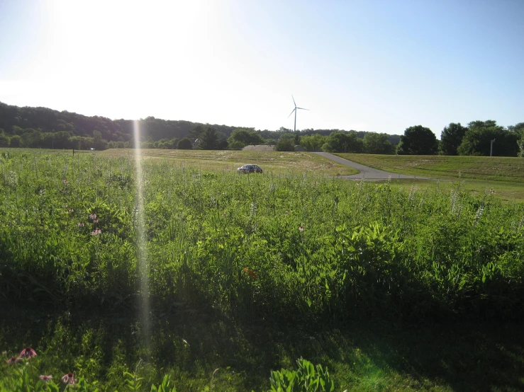 green field with sun flares in the distance