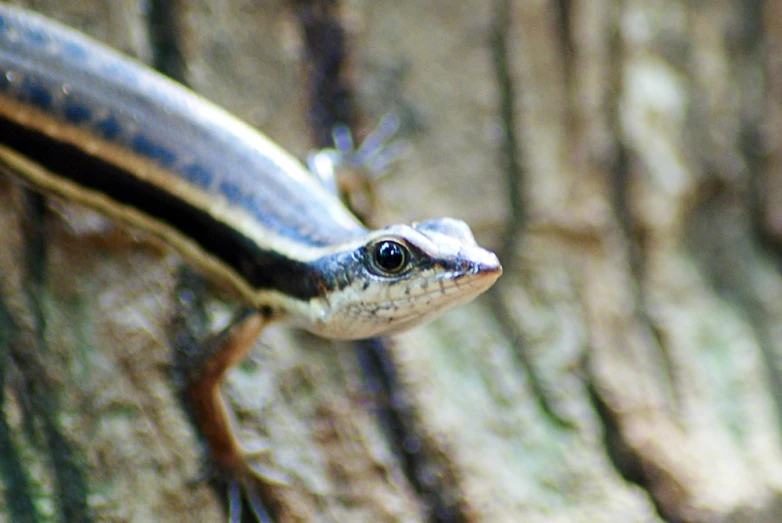 a little lizard is shown on a tree