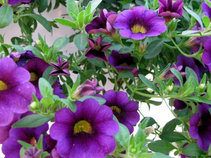 purple flowers that are on some green stems