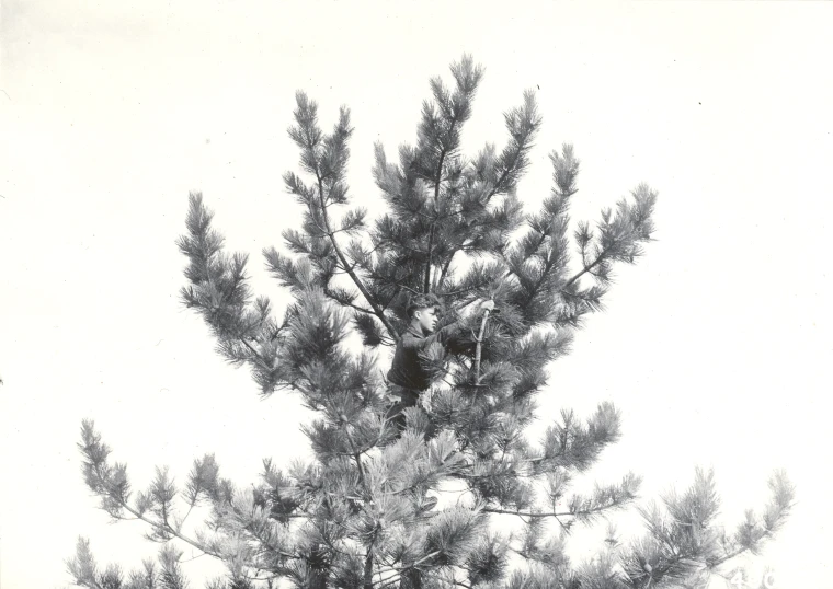 black and white pograph of a tree with a bird in it