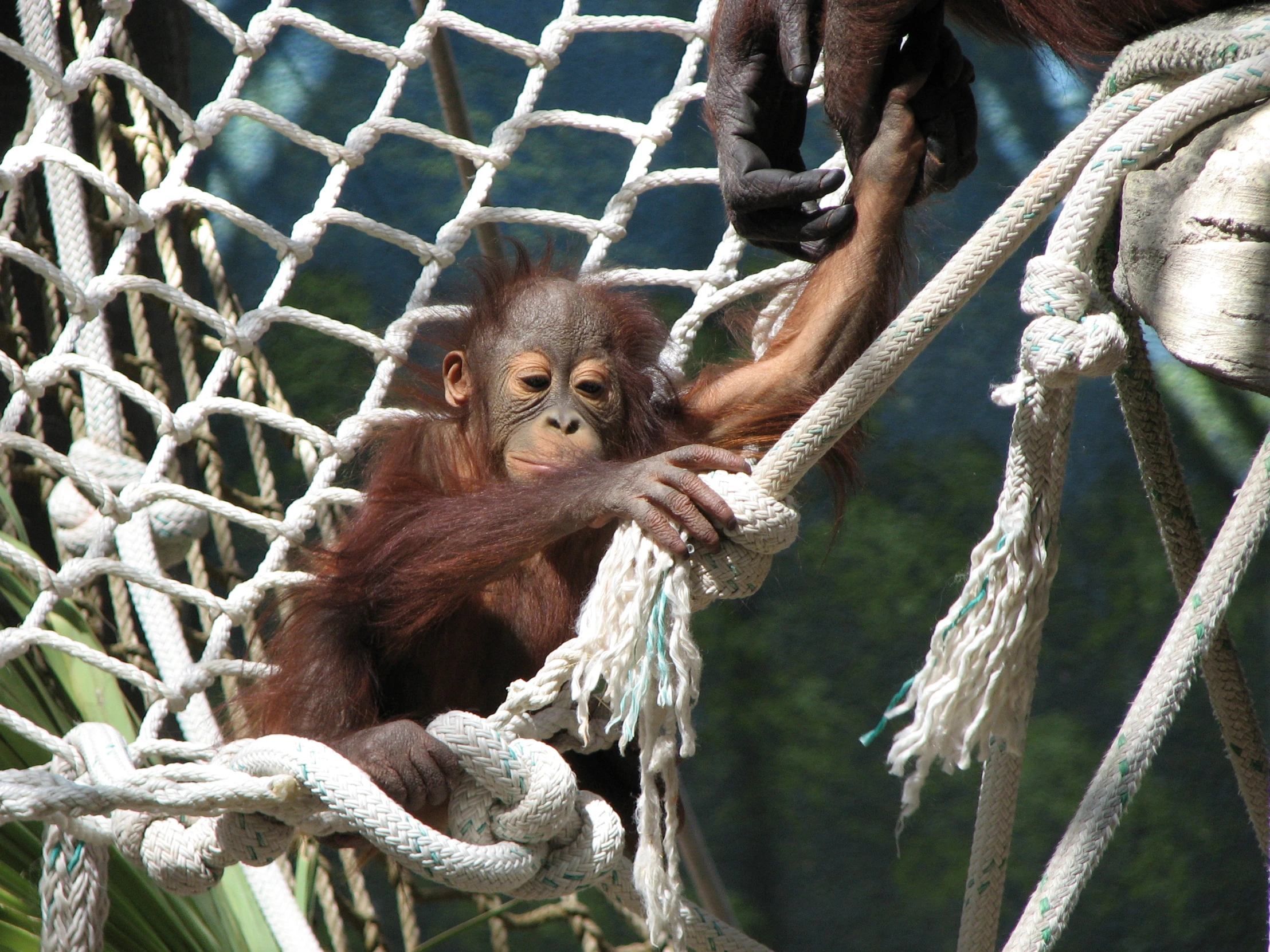 there is an oranguta in a roped area