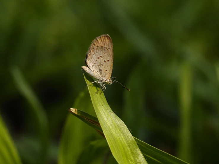 a small brown erfly is sitting on a leaf