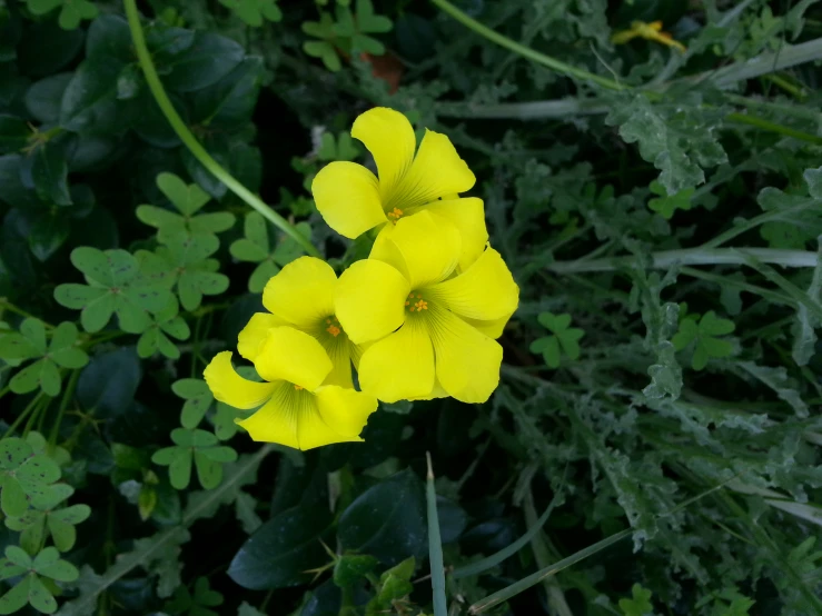 a yellow flower is in the center of green foliage