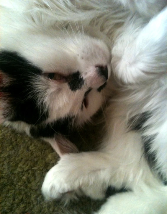 a black and white cat is sleeping on the carpet