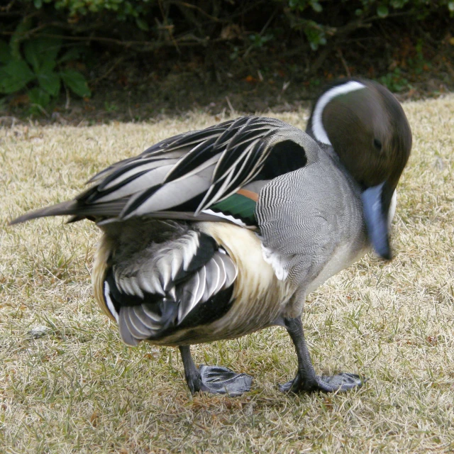 a male mallard in its pen in front of some bushes