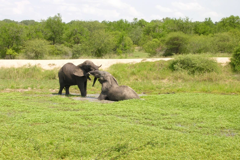 two elephants playing in the water near each other