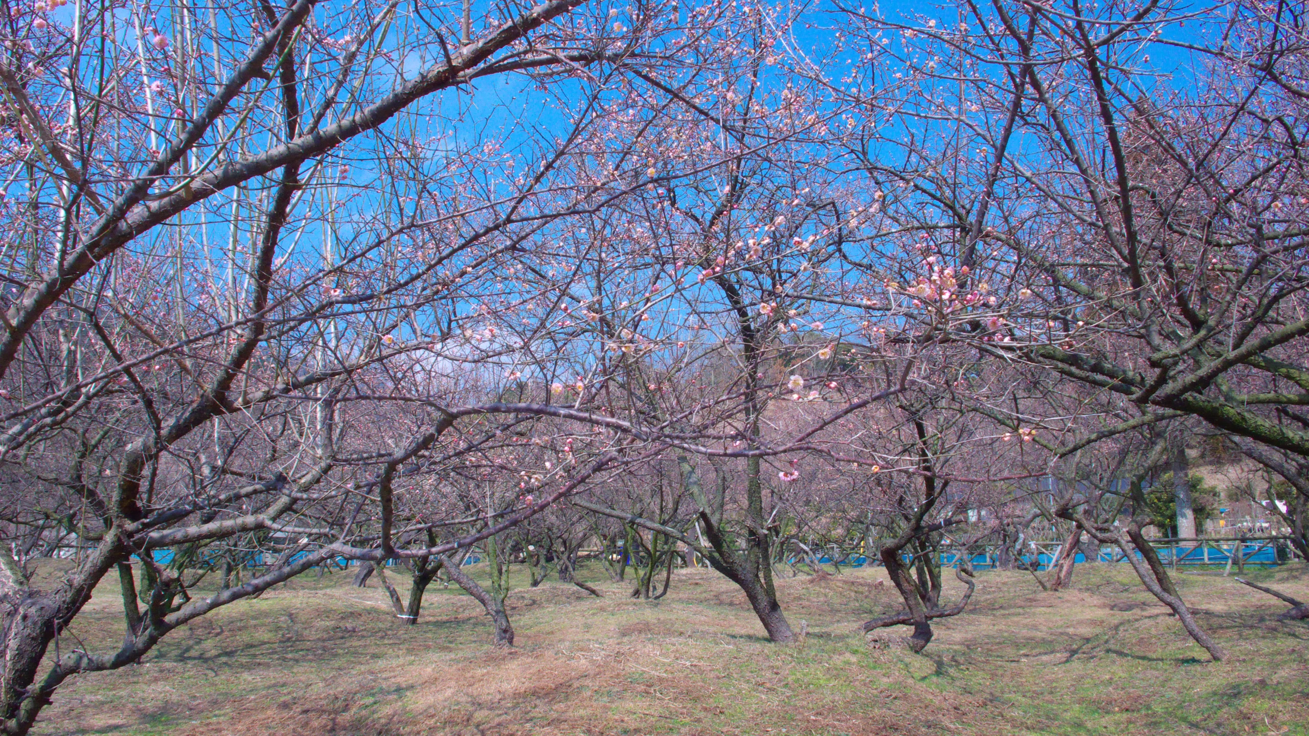 this is a park full of trees with blossoming flowers