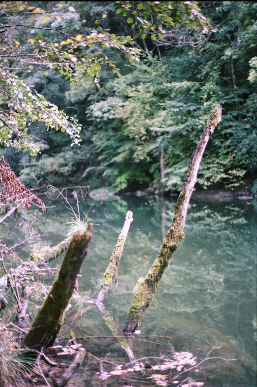 a view looking at trees that have fallen over in a forest