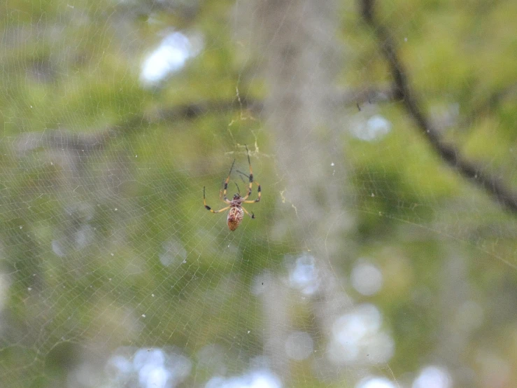 a spider hanging on its web in a tree
