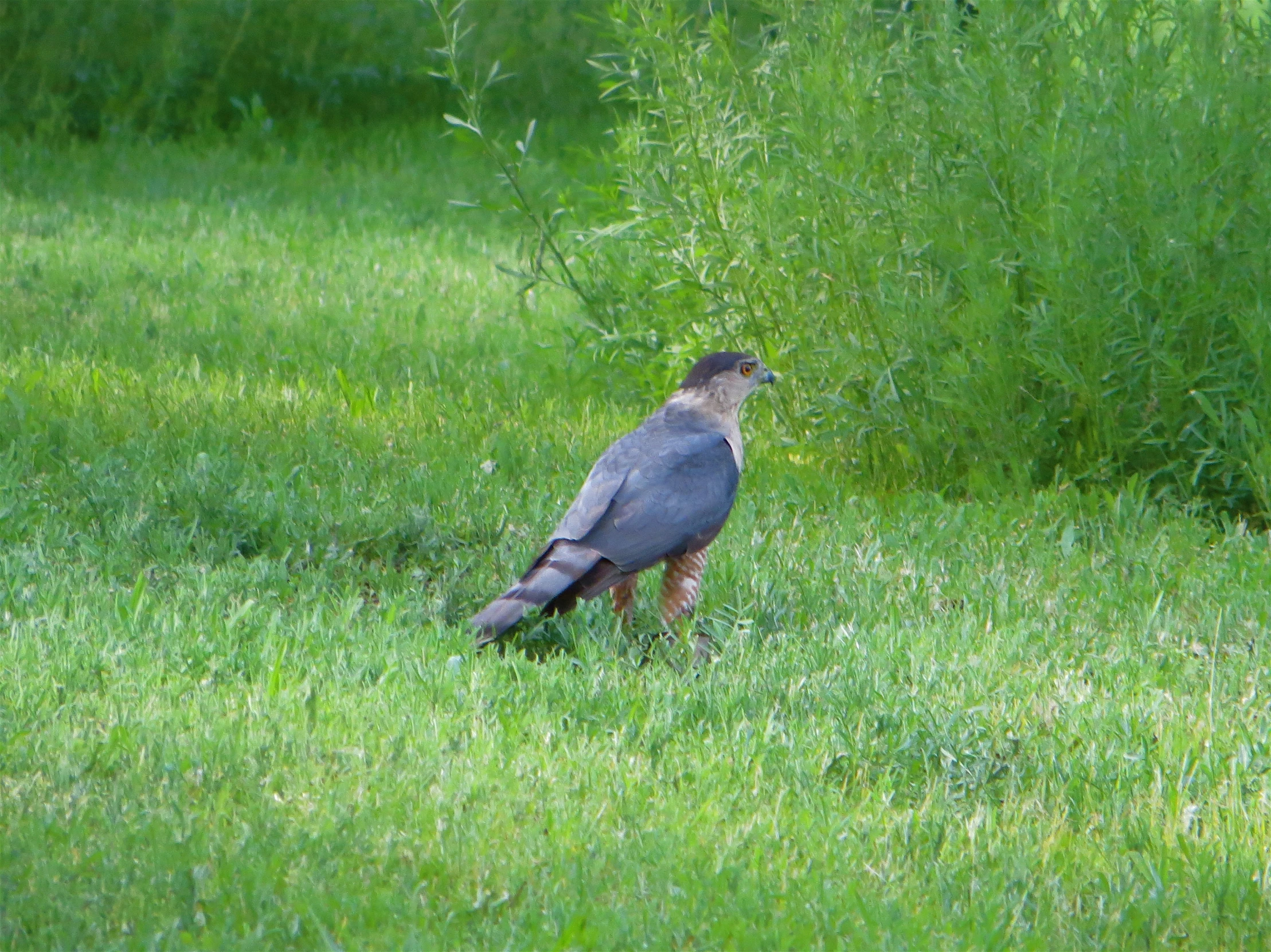 a large bird is in the middle of tall green grass