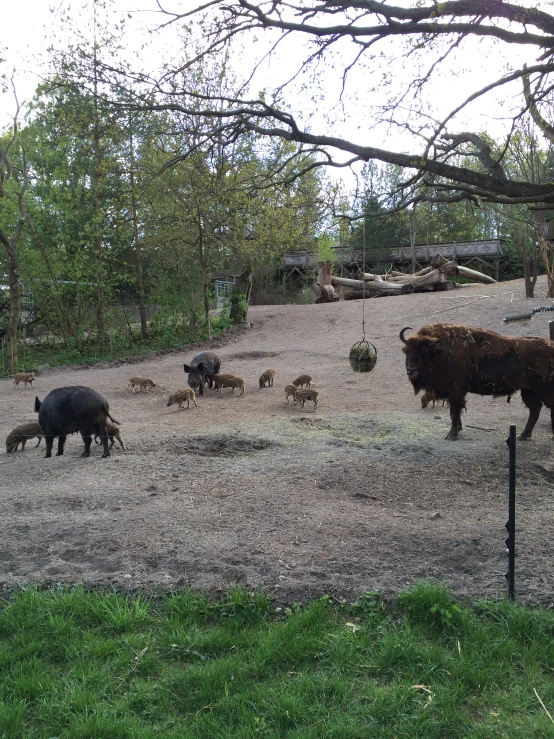 several animals are standing around in an open field