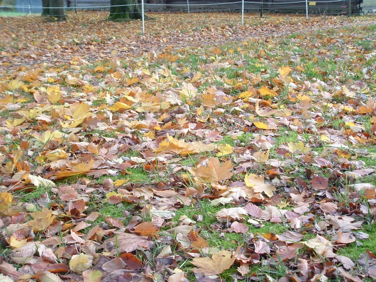 leaves covering the grass with a house in the distance