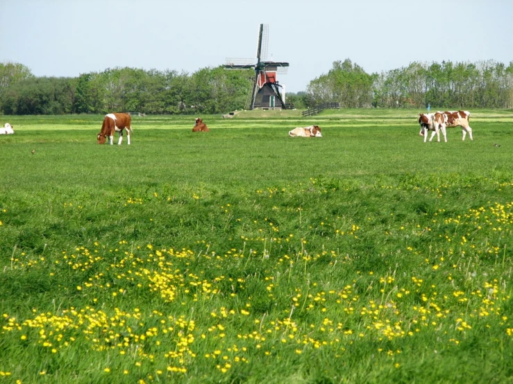 cows and other animals eating green grass in a large field