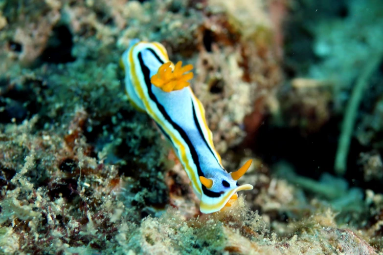 an underwater animal standing on a piece of wood