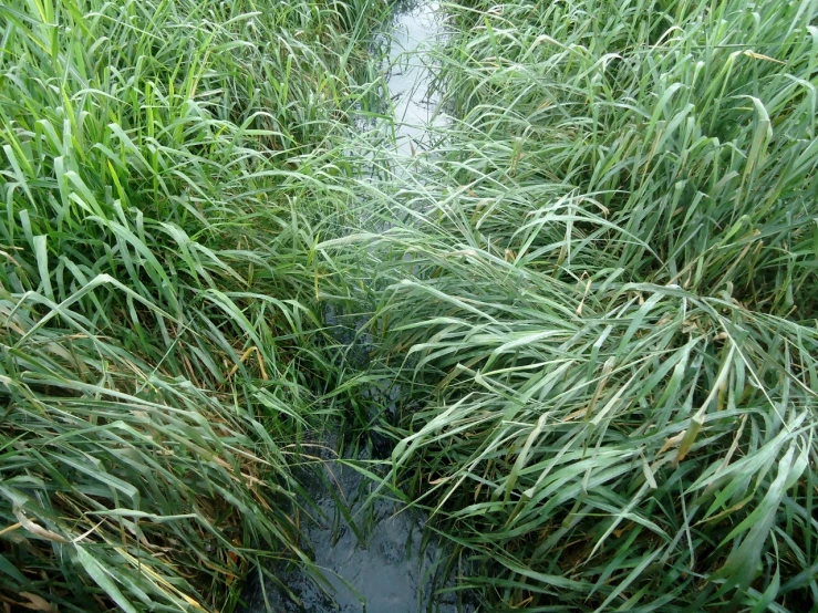 the waterway in the grassy area next to the shore