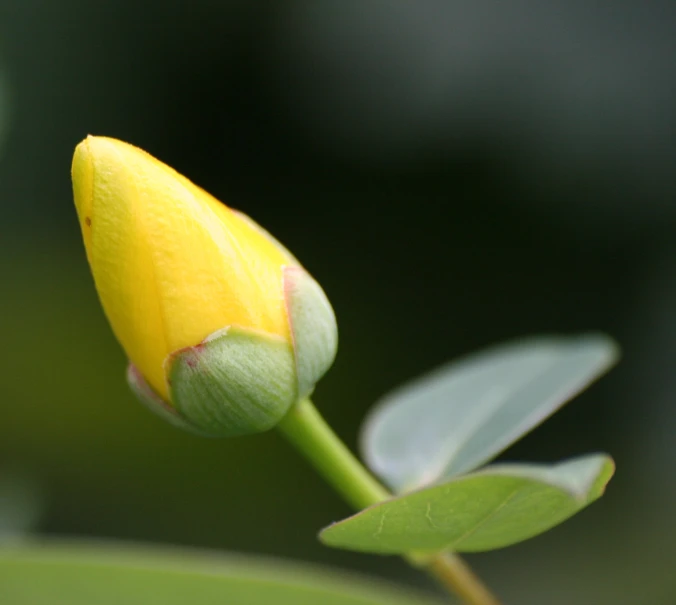 a small yellow bud blooming from a nch