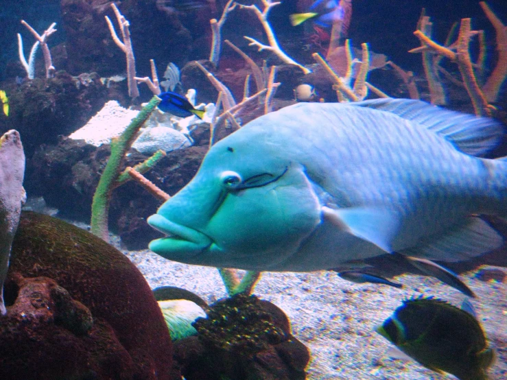 several different types of fish swimming around an ocean aquarium