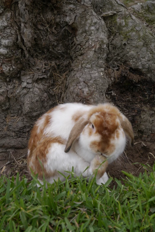 a rabbit with brown and white fur, in the grass