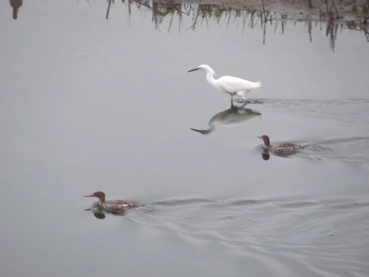 some birds are swimming in a body of water