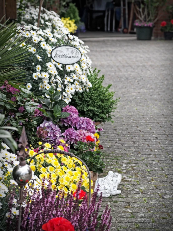 a row of different colored flowers and shrubbery