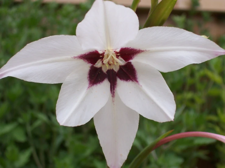a white flower with burgundy stamen and purple stamen