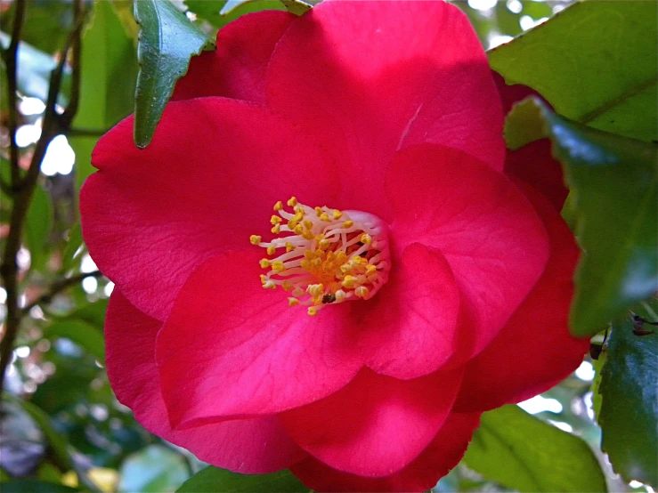 a close up image of a red rose blooming
