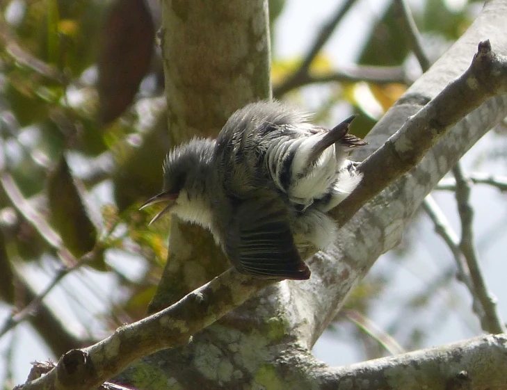 a small bird sitting on the nch of a tree