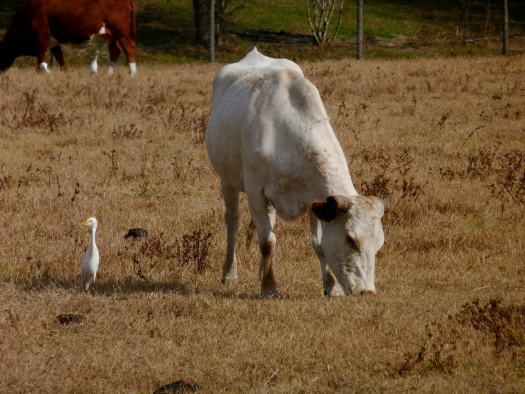 a cow grazing on dry grass with a egret in the foreground