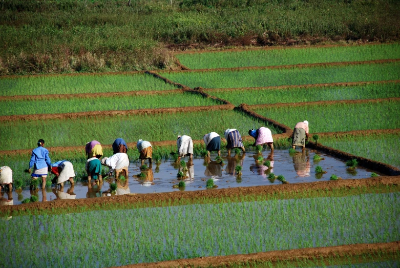 a group of people working in water for seedlings