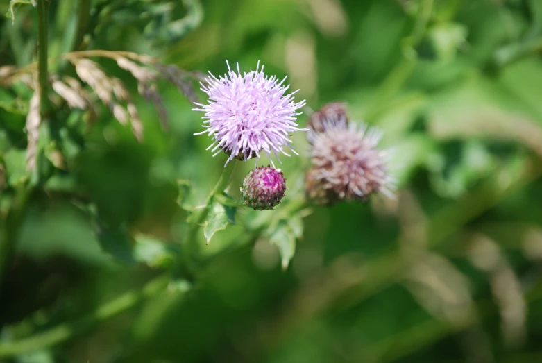 some pink flowers and leaves next to each other