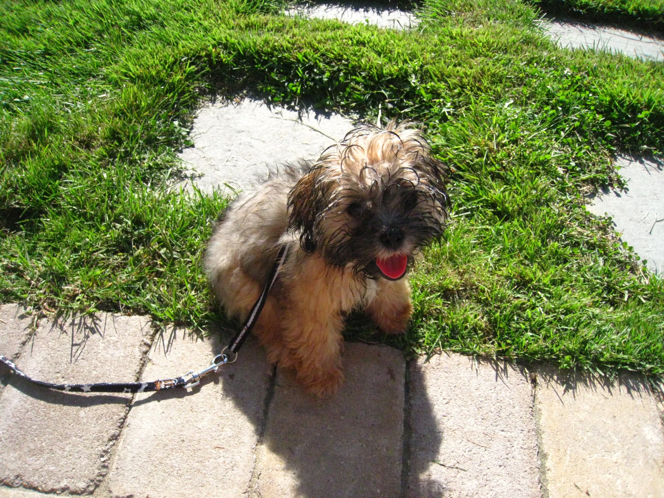 a dog is tied up to a leash with grass growing on it