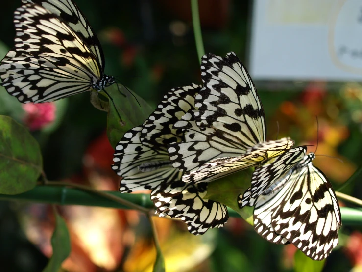 a trio of erflies that are sitting on a flower