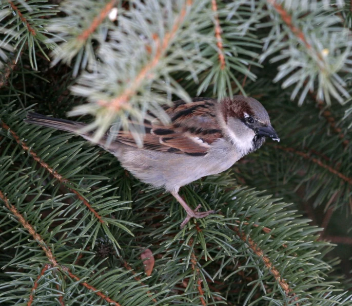 a small bird sitting on a fir tree nch