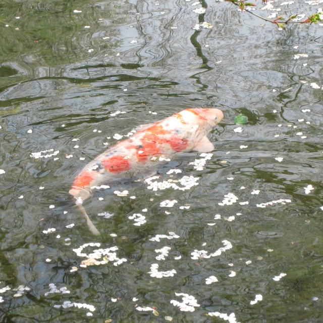 a very large orange and white fish swimming in a lake
